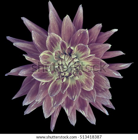 Dahlia  aubergine-white  flower, black  background isolated  with clipping path. Closeup. with no shadows. Great, Spotted, spiky flower. Nature.