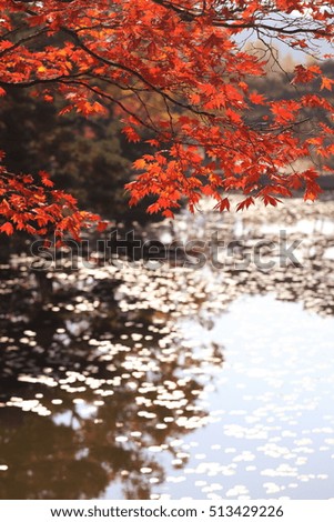 Maple tree's reflection