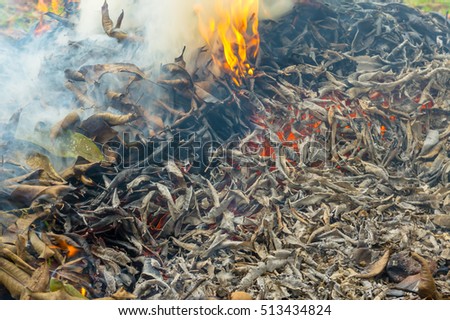 Burning dry leaf fallen - Environmental issues