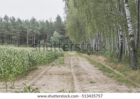 Corn field on the edge of the forest