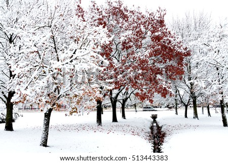 Winter landscape of frosty trees, white snow in city park. Trees covered with snow.