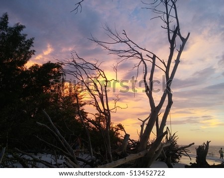 Sunset behind Driftwood