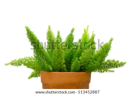 Foxtail fern (Asparagus Densiflorus) isolated on white background Royalty-Free Stock Photo #513452887