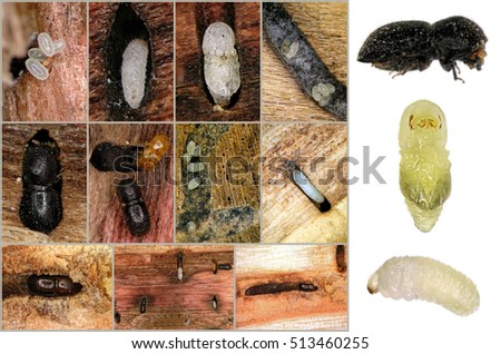 Asian Ambrosia Beetle (Euwallacea fornicatus) is a serious pest of avocado. Pictures of gallery and development stages - larvae, pupa and adult beetle