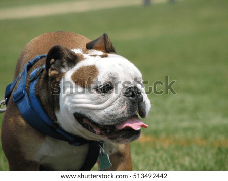 Bulldog with a blue harness at a soccer field.