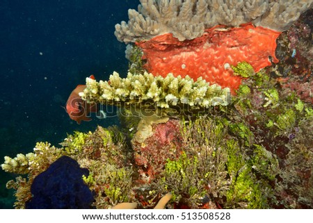 picture from underwater Zanzibar island tenzania