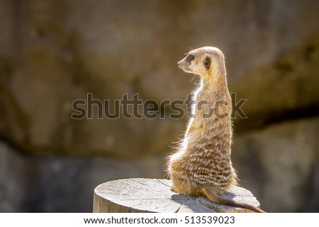 Watchful meerkats standing guard (Surikate)  Zoo