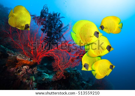 Underwater image of coral reef and School of Masked Butterfly Fish  Royalty-Free Stock Photo #513559210