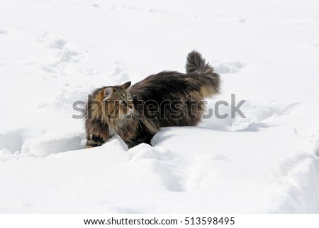 A norwegian forest cat in winter on the hunt