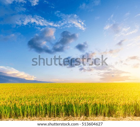 ripe rice in the field of farmland