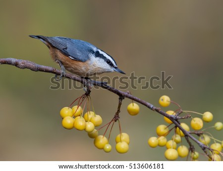 Red-breasted Nuthatch on Yellow Serviceberry Twig in Fall