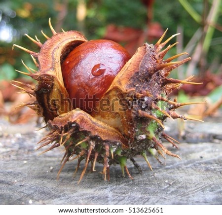 Shiny conker with barbed needles peel autumn after rain