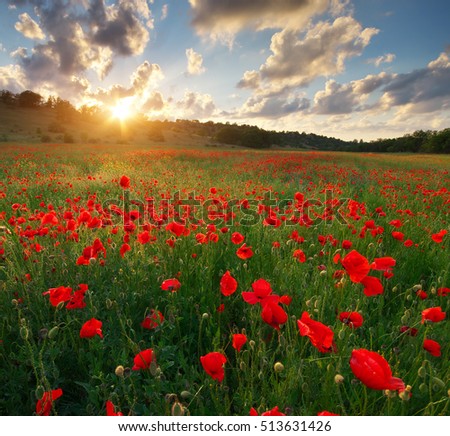 Poppy meadow landscape. Spring nature composition.