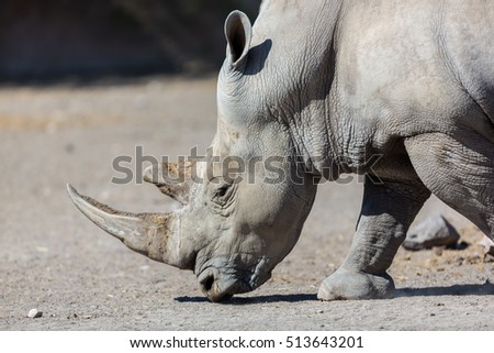 Rhinoceros are killed by humans for their horns, which are bought and sold on the black market, and which are used by some cultures for ornamental or traditional medicinal purposes. Now endangered. Royalty-Free Stock Photo #513643201