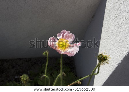 Pale pink poppies  flowering plants in the subfamily Papaveroideae  family Papaveraceae colorful single  herbaceous plant,  flowering in  early  spring are a  charming and decorative plant.