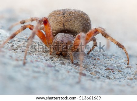 Macro picture of spider on the ground