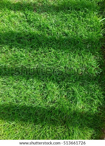 Grass with shadow