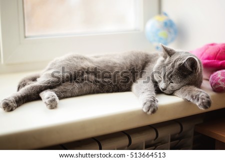 the cat sleeps on the window Royalty-Free Stock Photo #513664513