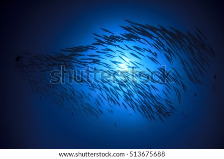 School barracuda fish