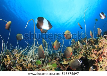 Coral reef in ocean