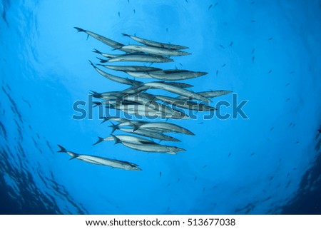 School Barracuda fish