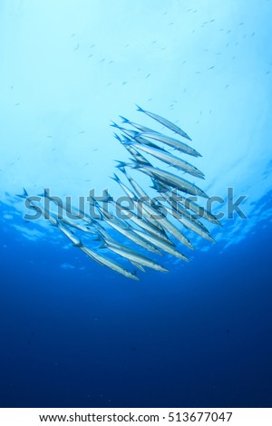 School Barracuda fish