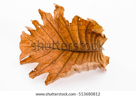Dry leaf on white background, Tropical leaf