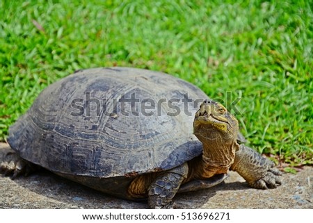 close up of a turtle with green lawn background