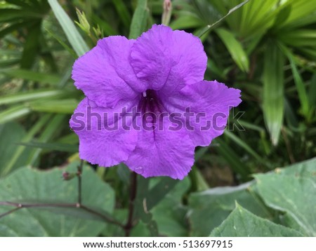 Wild petunias, Ruellia squarrosa (Fenzi) Cufod.Beautiful purple flower on nature background.Purple rain flower.Ruellia tuberosa Blue-violet color and leaf
