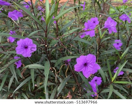 No focus Wild petunias, Ruellia squarrosa (Fenzi) Cufod.Beautiful purple flower on nature background.Purple rain flower.Ruellia tuberosa Blue-violet color and leaf