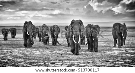 Family of elephants walking group on the African savannah at photographer, Kenya