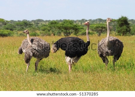 Ostriches in the Serengeti National Park, Tanzania