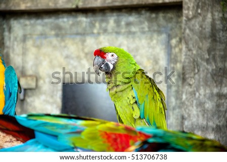 Military Macaw sitting on a branch at the zoo 