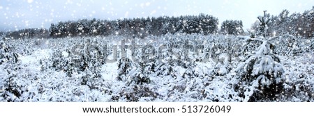 Panorama. Christmas trees in the winter forest. Snowfall.