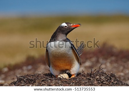 Gentoo penguin in the nest wit two eggs, Falkland Islands. Wildlife scene in the nature in Antarctica.
