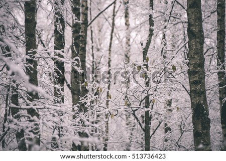 birch trees on a cold day in the snowy winter forest with fog and frost - vintage film effect