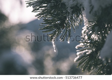 festive christmas spruce tree background on a old day in the snowy winter forest with fog and frost - vintage film effect