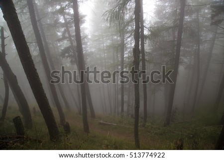 Morning light through the trees in a foggy autumn day, dramatic forest scene