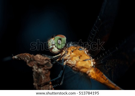 Dragonfly perched on a tree branch. The dark-toned background.