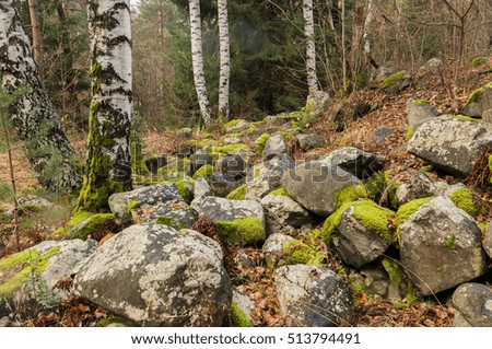 Covered with moss rocks and tree