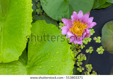 Lotus Violet after Rain