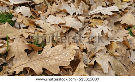 Wet leaf after rain