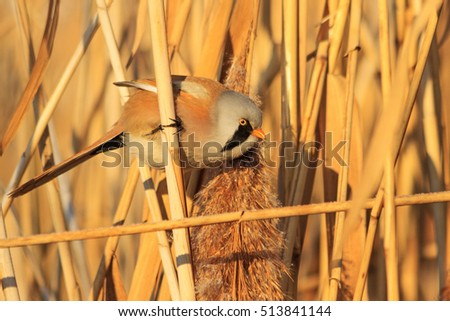 Panurus biarmicus among thickets of reeds looking for food