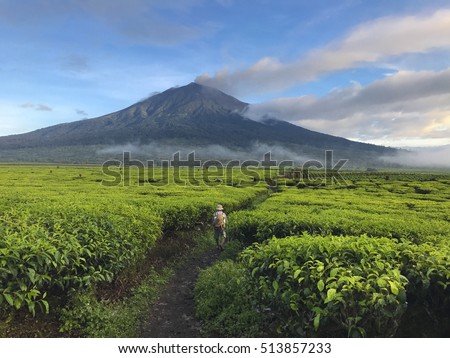 Amazing scenic view of traditional farmer in tea plantation with beautiful volcano mountain in Kerinci ,Indonesia . Royalty-Free Stock Photo #513857233