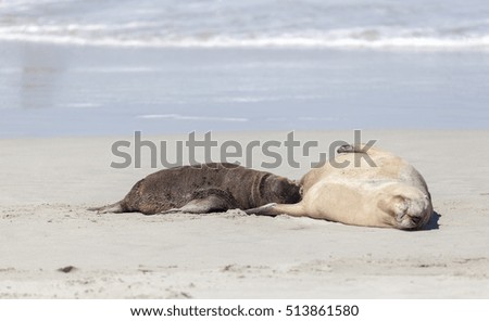 Mother Australian Fur Seal feeds her pup on the beach