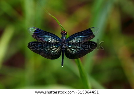 Beautiful wing of dragonfly in nature background, dragonflies of Thailand