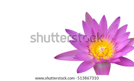Lotus flower purple color.