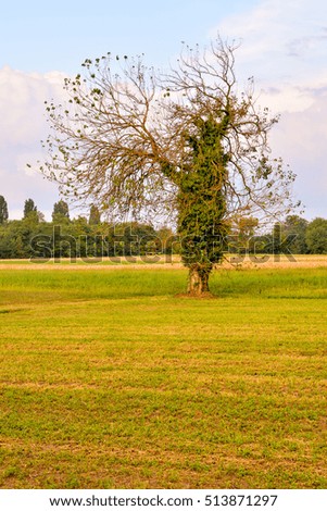 Photo Picture of a single big tree in meadow