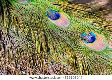 Photo Picture of a Colred Peacock Animal Bird