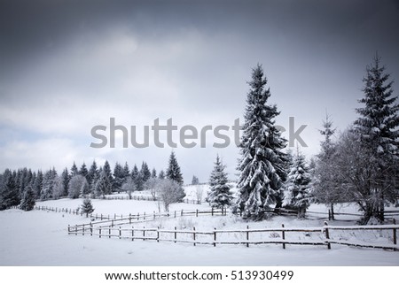 christmas background of snowy landscape with snow or hoarfrost covered fir trees - winter magic holiday